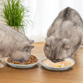 3-Pack Ceramic Cat Food Bowls, Wide Shallow Dish & Anti-Whisker Fatigue, Nonslip Silicone Base for Indoor Cats & Kittens, for Wet/Dry Food & Water