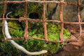 Galápagos (05213) Terrarium Green Sphagnum Moss, Natural, 4 Quart