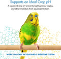 Equa Holistics HealthyGut™ Avian Probiotics Dietary Supplement for Parrots, All-Natural Digestive System Formula (120 Servings)
