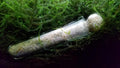 Cunguv Planaria Trap Leech Trap Flatworm Trap 3 Holes Leeches Catcher Glass Tube for Aquarium Shrimp Tank 2 Pieces
