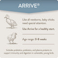 FlockLeader Arrive, Daily Probiotic & Prebiotic Poultry Supplement for Young Chickens 0-8 Weeks Old, 8 oz