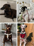 ARING PET Dog Halter Harness, Velvet Dog Harness, No Pull Dog Halter Harness, Adjustable Heavy Duty Dog Harness for Small Medium Large Dogs
