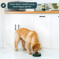 50-Pack 28oz Disposable Pet Bowls with Food-Grade Silicone Base – Biodegradable, Hygienic Feeding System for Dogs & Cats