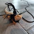 CoguZed Bearded Dragon Leash and Harness Set, Adjustable Lizard Harness, Soft Leather Reptile Costume, Cool Dragon Wing 