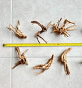 YZHZOM 8pcs Natural Small Spiderwood Driftwood for Aquarium Decor Aquarium Driftwood Freshwater Reptile Driftwood Aquari