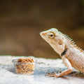 1200PCS 0.5oz Gecko Food Cups | Durable Plastic Leak-Proof Reptile Feeder Cups - for Geckos, Lizards & Small Pets | Mult