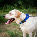 Reflective Martingale Dog Collars. Dog Collar with Quick Release Buckle. Adjustable Soft Padded Breathable Nylon Pet Col