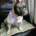 QQPETS Dog Harness Leash Set Adjustable Heavy Duty No Pull Halter Harnesses for Small Medium Large Breed Dogs Back Clip 