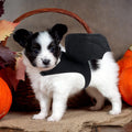 Rypet Dog Halloween Costume, Halloween Bat Wings for Dogs Cats