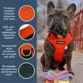 DJANGO Adventure Dog Harness - Padded & Adjustable