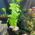 6 Pcs Natural River Stone Plant Weights for Aquarium, Pebble Aquatic Plants Fixed Ring, Aquarium Plant Anchors, Unique S