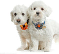 PET SHOW Holiday Dog Bowties Flowers for Small Dogs Slide on Collar