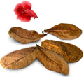 SunGrow 10 Indian Almond (Catappa) Leaves 4″-7″ for Betta Fish – Natural Aquarium Water Conditioner, Adds Tannins, Lower