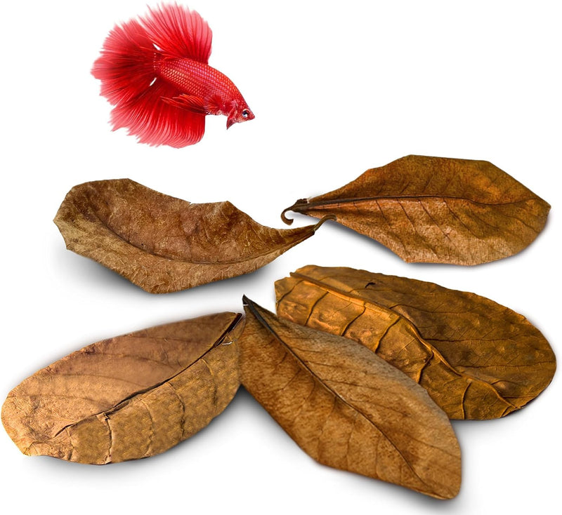 SunGrow 10 Indian Almond (Catappa) Leaves 4″-7″ for Betta Fish – Natural Aquarium Water Conditioner, Adds Tannins, Lower