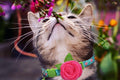 Cat Collar Breakaway with Bells, 3 Pack Small Dog Collar with Flower Charms