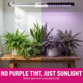 Arcadia Jungle Dawn LED Bars (34W) - 22.5" Long
