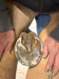 B Gone Hoof Clay - Official Store, for Equestrians, Horses with Whiteline Disease, Seedy Toe, Horse Care, White Line Pre