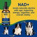 NAD+ Longevity Supplement for Senior Dogs, Vitality, Cognitive Health, 60ML