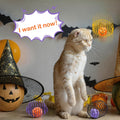 Jecery 5 Pcs Cat Toys Spring