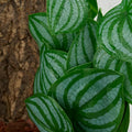 Fake Calathea Orbifolia, Reptile Terrarium Suction Plants