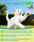 L-Lysine for Cats,Lysine Drops Immune Support Supplement,Sneezing,Cold,Allergy Relief,Runny Nose,Feline Respiratory,Natural Antibiotics for Cats with Colostrum,Taurine Cat(Roast Chicken Flavor/2floz)