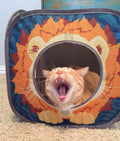 Kitty City Safari Jungle Cat Play Set, Collapsible Pop-Up Cat Toys Combo with Cube, Tunnel & Hideout, Interactive Indoor Cat Playhouse for Exercise, Hiding & Lounging