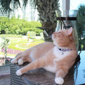 Pawtitas Glow in the Dark Cat Collar with Breakaway Safety Buckle & Bell Adjustable Kitten Collar
