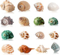 16PCS Hermit Crab Shells Medium Small | Sea Conch Size 1.1" - 2.4" | Medium Small Shells Set - Growth Turbo Seashells fo