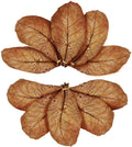 SunGrow 10 Pack Axolotl Indian Almond Leaves for Aquarium, 5-Inches, Catappa Leaf Soothes Pet’s Slime Skin, Aquarium Wat
