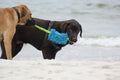 Dingo tug Toy with Handles, Microfiber, Color May Vary 23 in