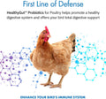 Equa Holistics HealthyGut Probiotics for Chickens & Poultry, All-Natural Digestive System Dietary Supplement (30 Scoops)