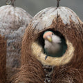 Natural Mixing Bird Nesting Materials,4 Kinds of Material Professional Ratio Matching Nesting Material Pads for Bird,Bir