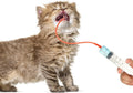 7 Pack Tube Feeding Kit for Puppies Puppy Feeding Tube Include 3 Pack 8 FR Red Give Food Pipes 3 Pack 10 ml 30 ml 60 ml Syringes Bulb Syringe for Lamb Goat Small Dog Whelping Kitten Measuring Watering