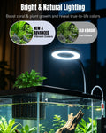 Pawfly 2 Gallon Fish Tank, Ultra Clear Aquarium Starter Kit with 6 W LED Aquarium Light, Mini Air Pump, Filter, Siphon V