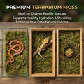Sukh Sphagnum Moss for Reptiles - Green Terrarium Moss Substrate, 5oz