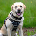 Yuanchu Safety Clip for Dog Collar, Double Ended Dog Collar Safety Clip