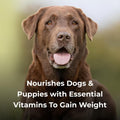 Pet-Ag Dyne High Calorie Liquid Nutritional Supplement for Dogs & Puppies 8 Weeks and Older - 32 oz, Pack of 2 - Support