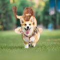 DELIFUR Dog Halloween Costume Funny Dog Cowboy Riding Costume Pet Costume Cat Suit Cowboy Rider Style for Small Medium L