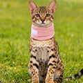 Cat Neck Cone Recovery Collar Brace Cotton M 7.9-11inch