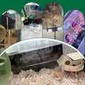 Reptile Heating Mat for Amphibians Tortoises Gecko Snake,Under Tank Heater (7W)