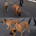 2 Dog Leash No Tangle Pet Double Dog Coupler Walking & Training Leash for Small Medium Dog(Black)