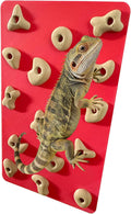 Mini Reptile Rock Climbing Wall, Terrarium Enclosure Enrichment & Habitat Décor for Bearded Dragons, Geckos, Lizards, Sn