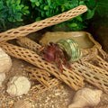Koyal Wholesale Natural Cholla Wood Aquarium Branches, Airplants Decor, Reptile Perch, Untreated Cholla Wood Piece, Aqua