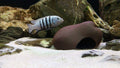 Plecoceramics Cichlid Stone Decoration - Aquarium cave for Cichlids, Betta, Small Fish - Fish Tank Hideway Decor - Betta