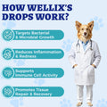 Wellix 120ml Natural Antibiotics for Cats&Dogs - Natural Herbal Supplement for Wound Care, UTI, Sneezing Treatment & Cold Relief - Cat Antibiotics Chicken Flavor for All Ages & Breeds