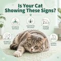 Cat Probiotics Treats for Digestive & Gut Support - 500 Crunchy & Creamy Cat Snacks - Cat Gut Health, Constipation Relief, Healthy Stool, Natural Supplement for Cats, Chicken Flavor (90-Day Supply)