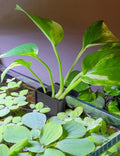2 Pk Upgraded Aquarium Plant Holder, Hanging Aquarium Plant Holder with Clip, Suitable for Fish Tank Plant Potting, Aqua
