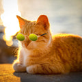Frienda 10Pcs Cat Dog Sunglasses Funny Pet Glasses Round Metal, Mixed Color