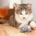 Smokey's Stash Rabbit Fur Mouse Cat Toy 12 per Pack White and Gray Fuzzy Toys for Cats with Rattle Realistic Fake mice