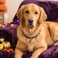 Halloween Beaded Pet Necklace Collar Dog Cat Holiday Costume Collar 16In